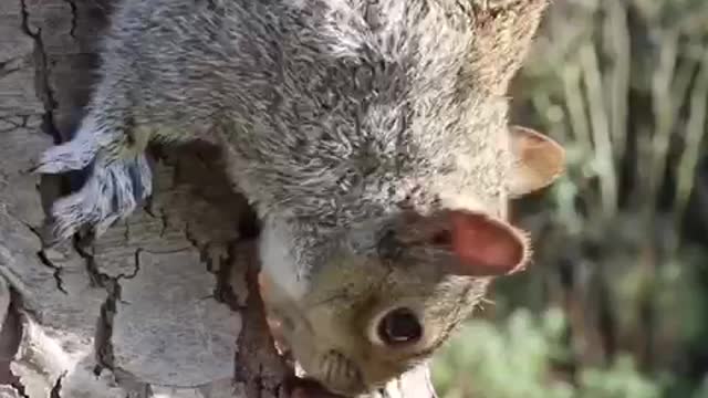 Beautiful Squirrel Head in a jungle