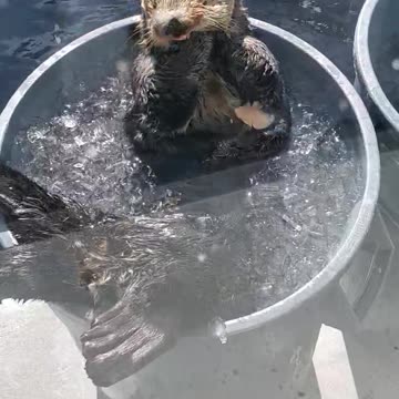 Sea Otter Thanksgiving Feast (#SEAWORLD SAN DIEGO)