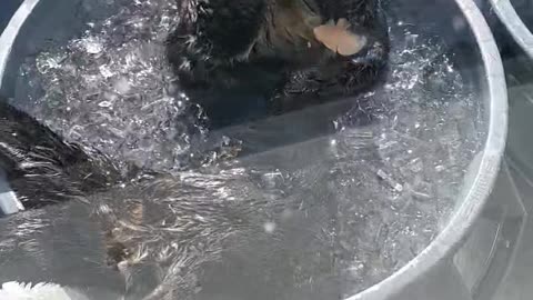 Sea Otter Thanksgiving Feast (#SEAWORLD SAN DIEGO)