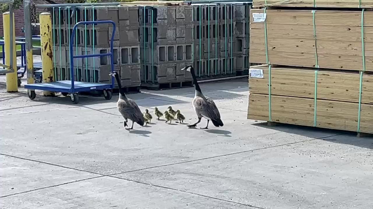 April 30, 2023- Baby Ducks in a Lumber Yard