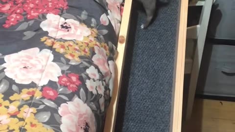 The tail wags at the end 🥺