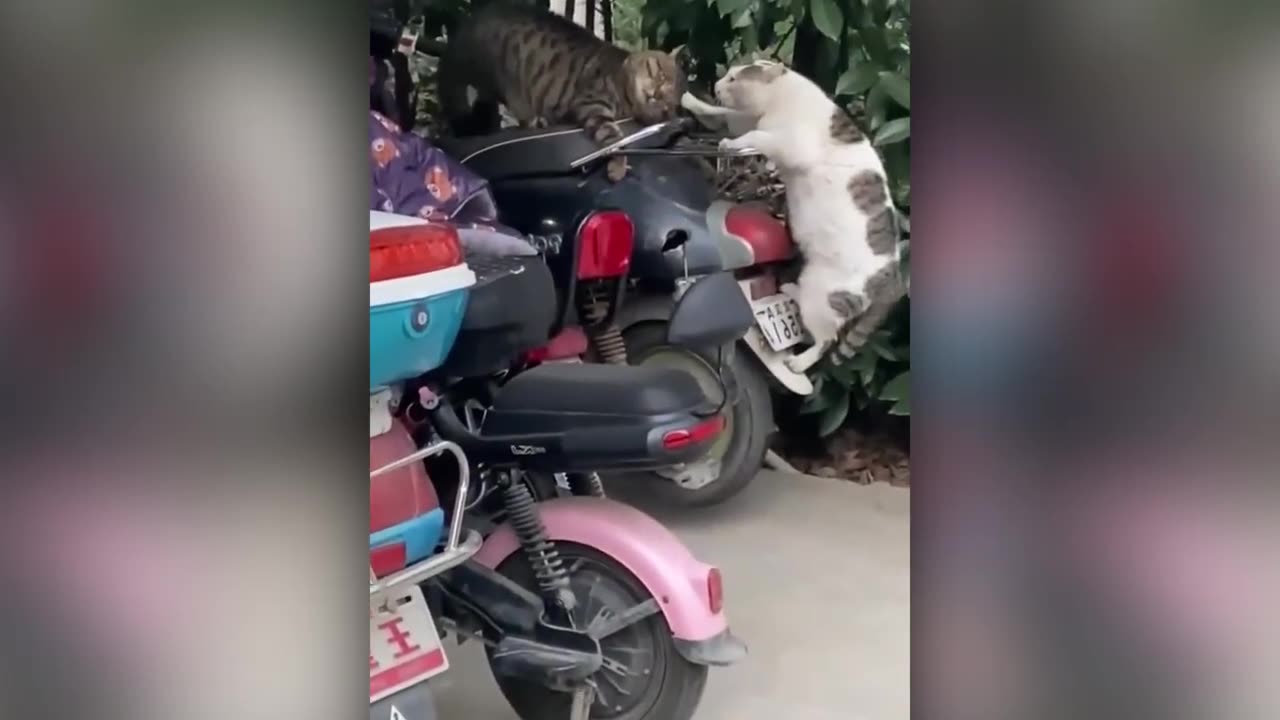 Animals Funny Videos