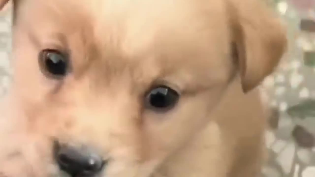 CUTE DOG WAITING FOR FOOD