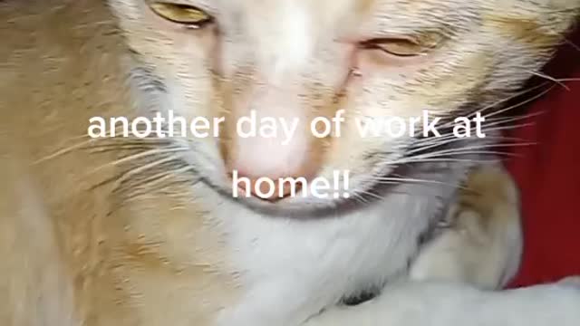 another day of work at home