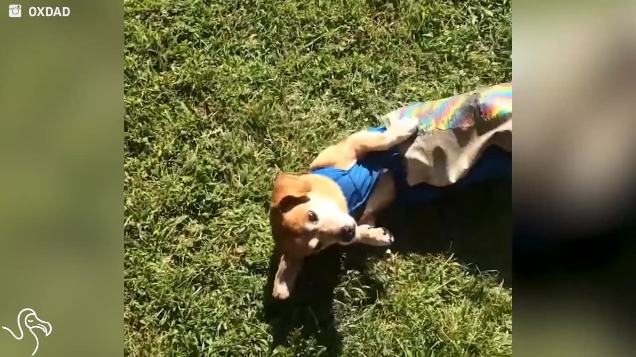 Dog Found On The Street Is Loving Every Minute Of Life