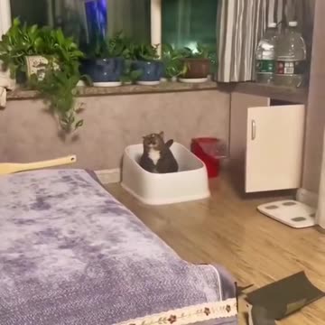 Cats Funny video😂😂