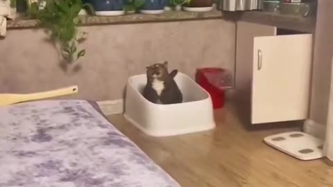 Cats Funny video😂😂