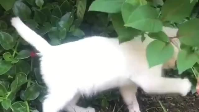 Funny animals - Funny cats / dogs - Funny animal videos 235