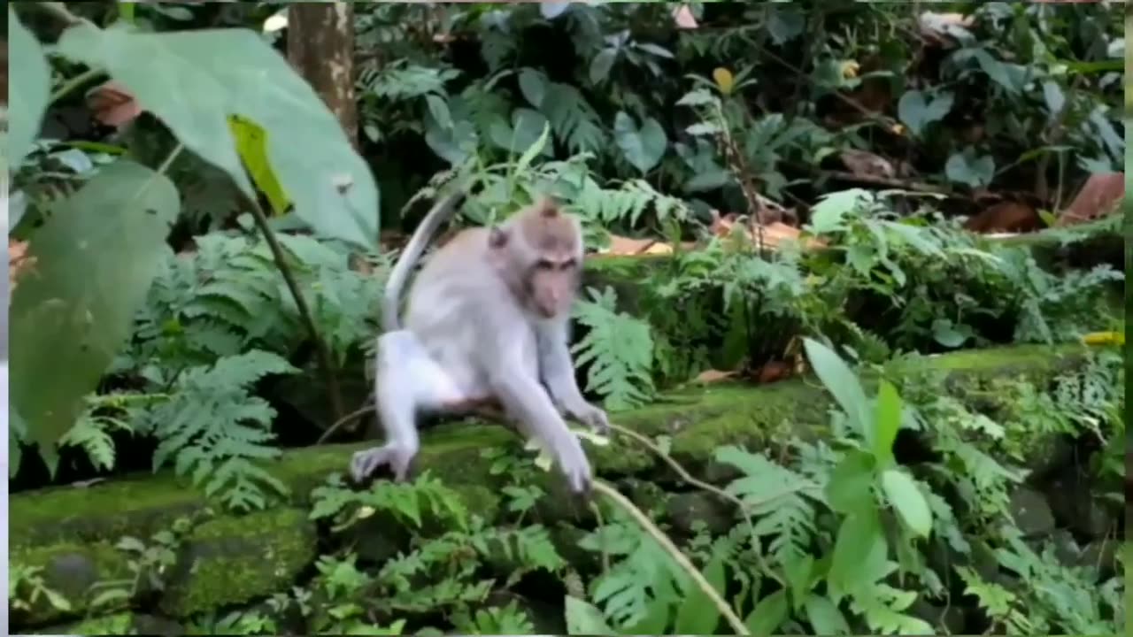 Funny animals-Funny katties/puppies/ cute bunny's/cats/dogs - Funny animal videos