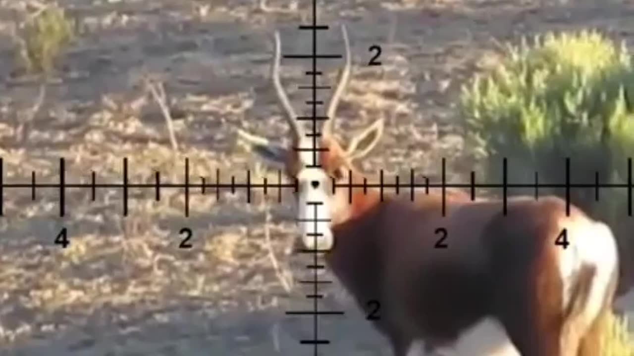 Deer Hunting