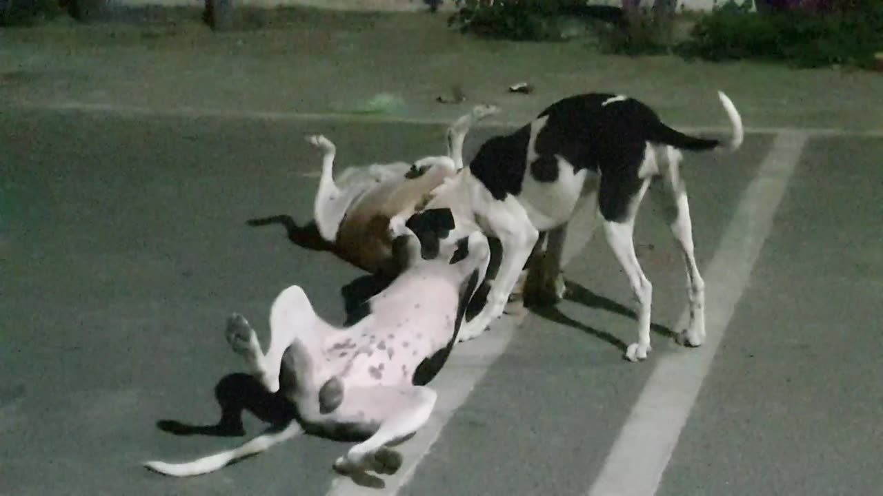 Street dog enjoying at street