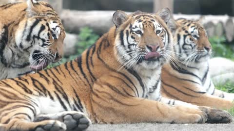 Siberian tigers play