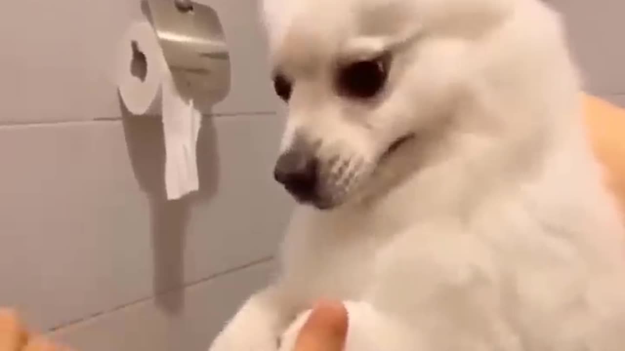 new Funniest animals 2023 😂 Best funny cats and dogs 😺🐶