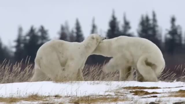 The polar bear