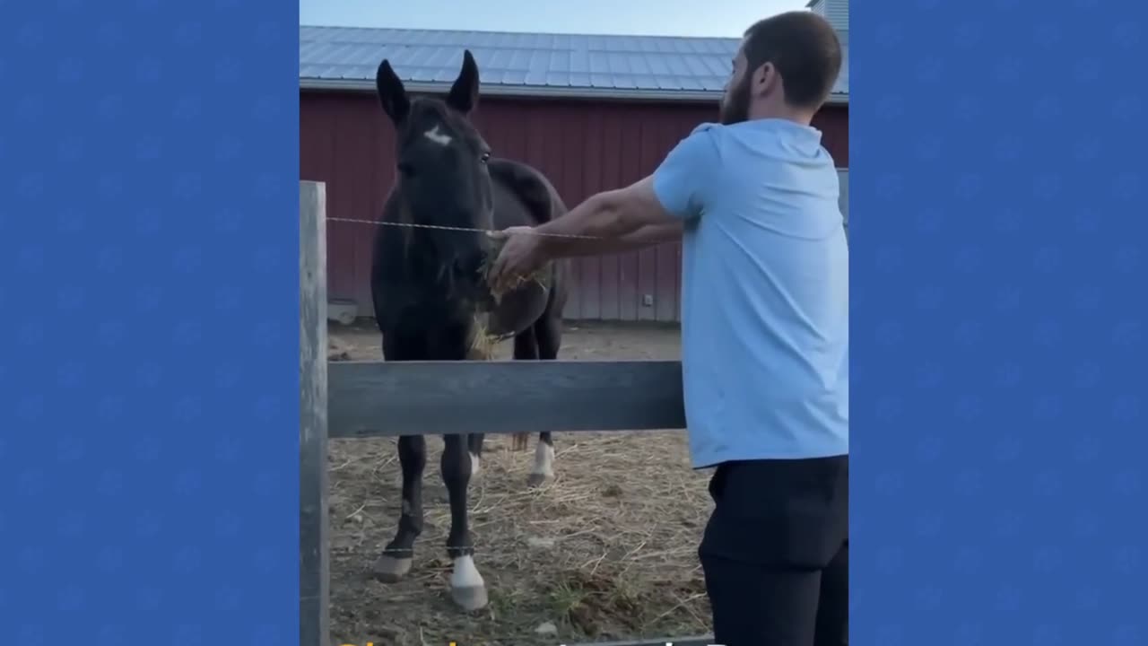 How can funny ,šanimal video𤣠funny animalš video?