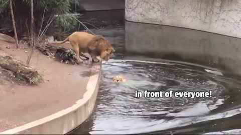 Lion Falls Into The Water - Try Not To Laugh