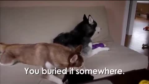 Funny Dogs Arguing