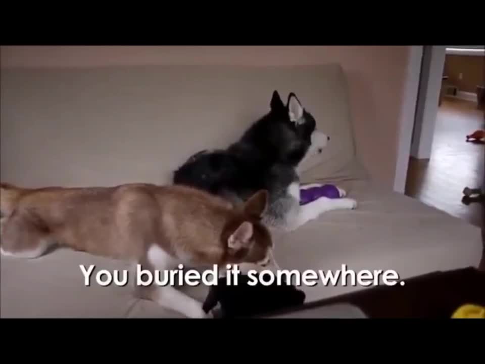 Funny Dogs Arguing