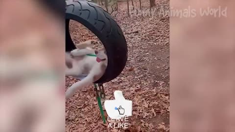 Best Funny Video 2023
