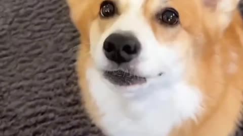 Dog funny video 🤣
