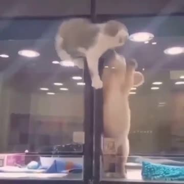 Funny cat