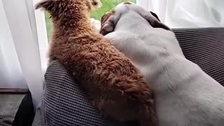 Who doesn’t love puppies?