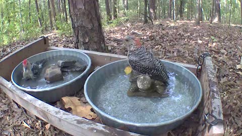 Two redbellied woodpeckers