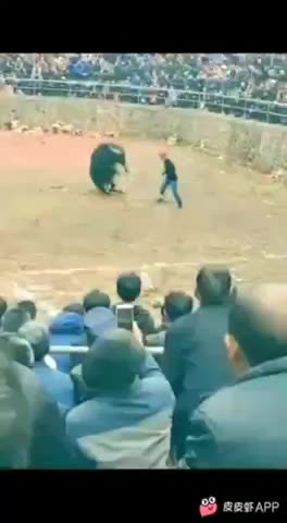 Man versus bull guess what?