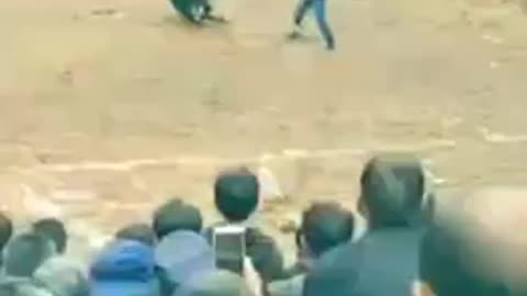 Man versus bull guess what?