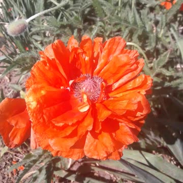 Decorative poppy blooms
