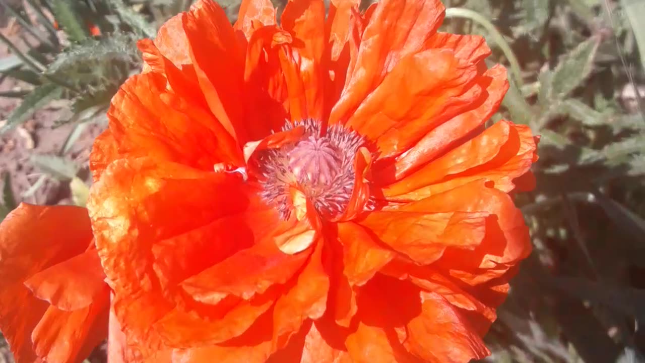 Decorative poppy blooms