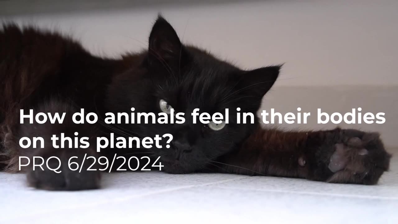 Wie fühlen sich die Tiere in ihren Körpern auf diesem Planeten?