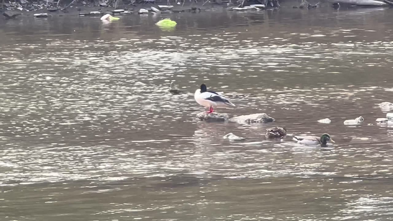 American Merganser among mallard ducks