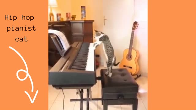 Funny cat