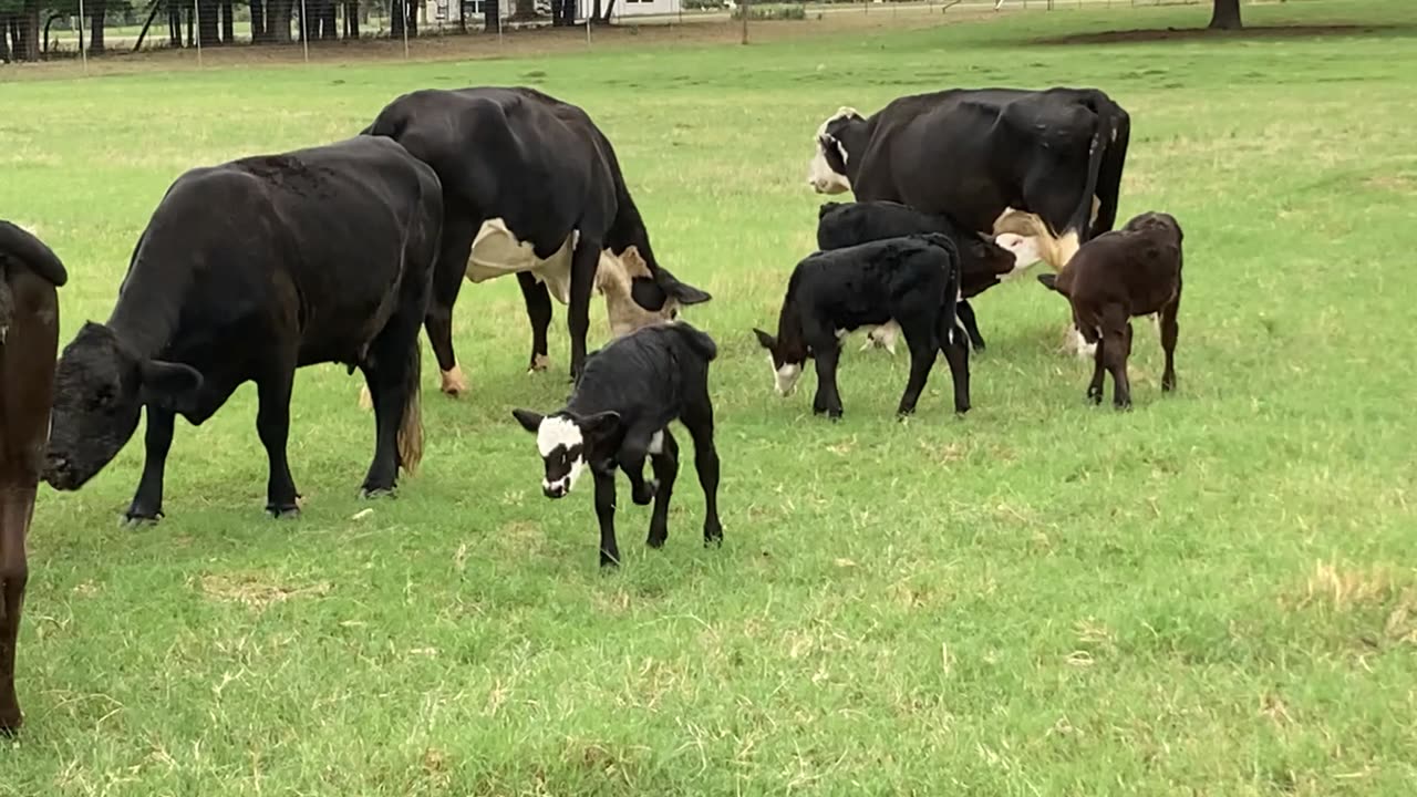 Bulls, Teens, and babies