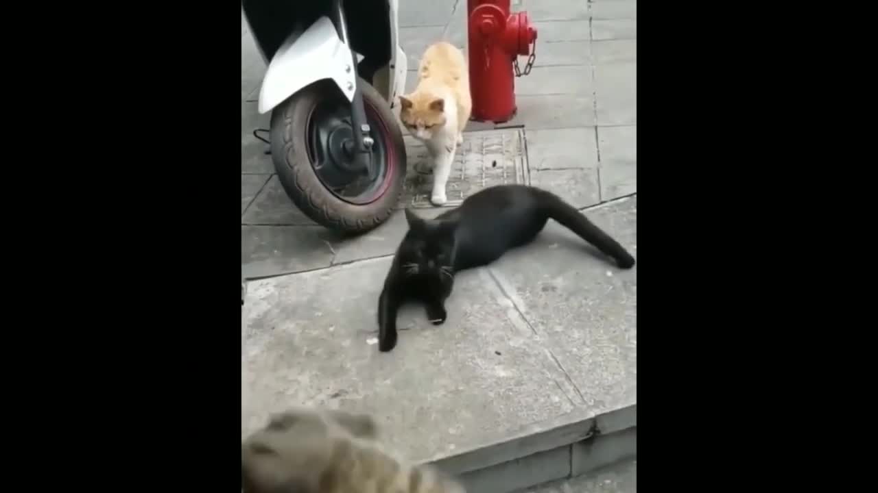 Funny cats