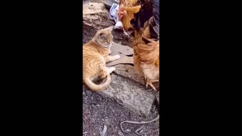 Funny animals - Funny cats / dogs - Funny animal videos / Best videos 2023#8