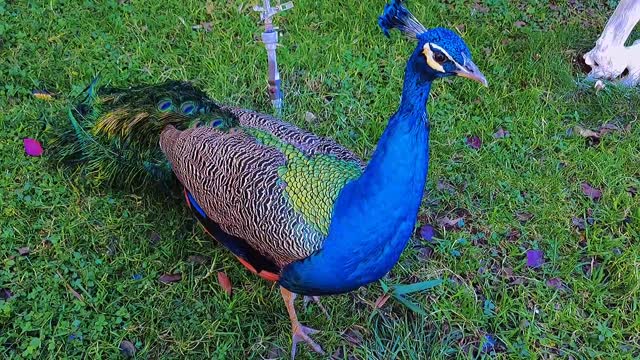 The beautiful peacock is also called the king of birds