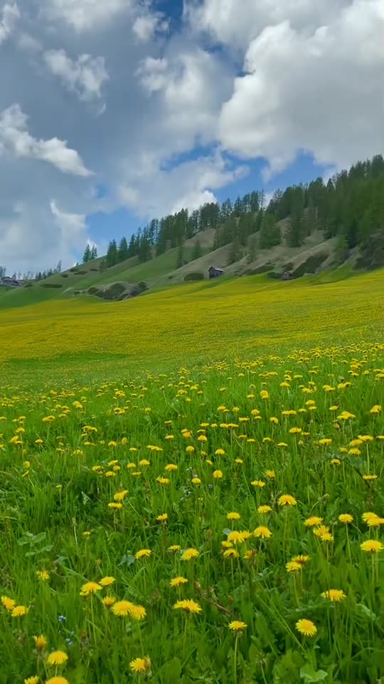 Nature's Beauty: A Stunning View of Greenery and Yellow Flowers