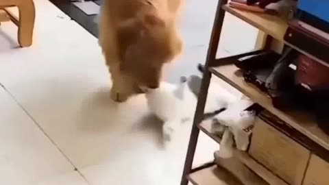 Cats and Dogs: A Hilarious Showdown of Cuteness