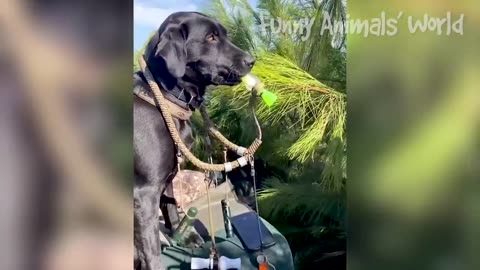 Funny Dogs and Cats