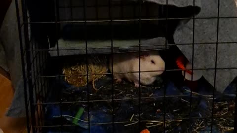 New cage set up