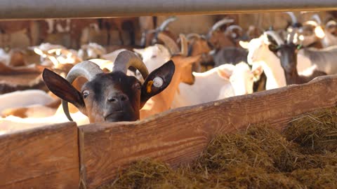 large livestock farm for goats and cattle. goats walking on the farm.