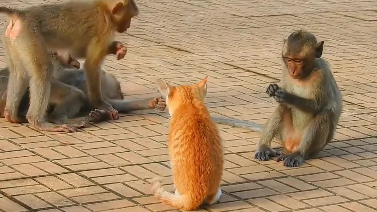 Monkey fighting with pet animals/ very funny videos 😂