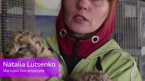 Mariupol Lion babies