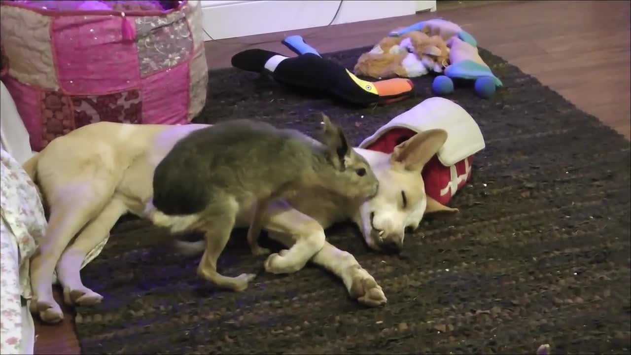Patagonian Maras Groom Rescued Dog To Sleep