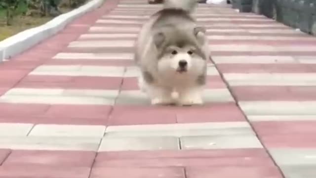 Must watch this dogs 😍🐶❤️