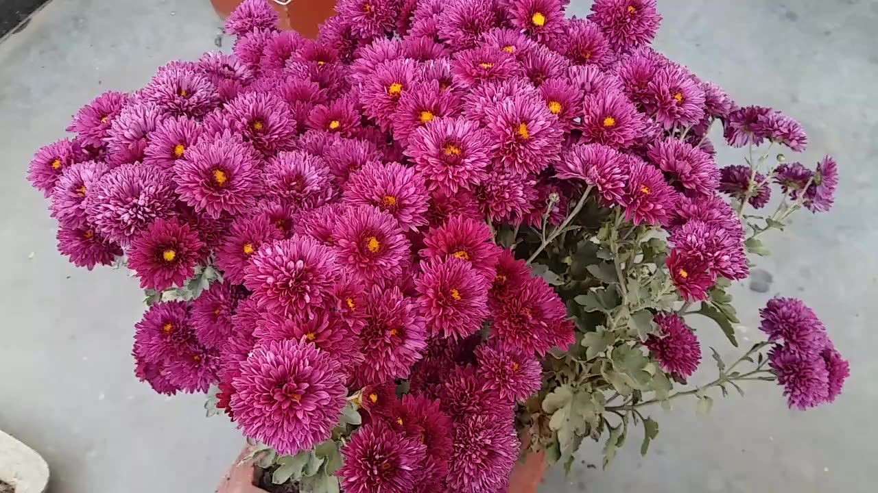 Chrysanthemum Plant Care || how to grow supper quality Chrysanthemum plant in a pot Home/Garden