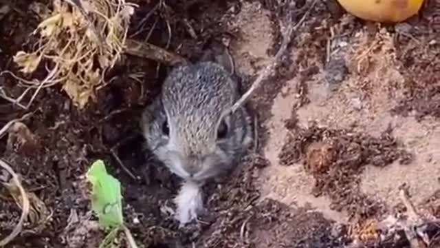 Hellolittlefriend