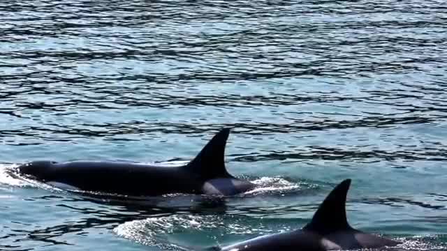 20 Unknown Killer Whale Facts You Dont Know